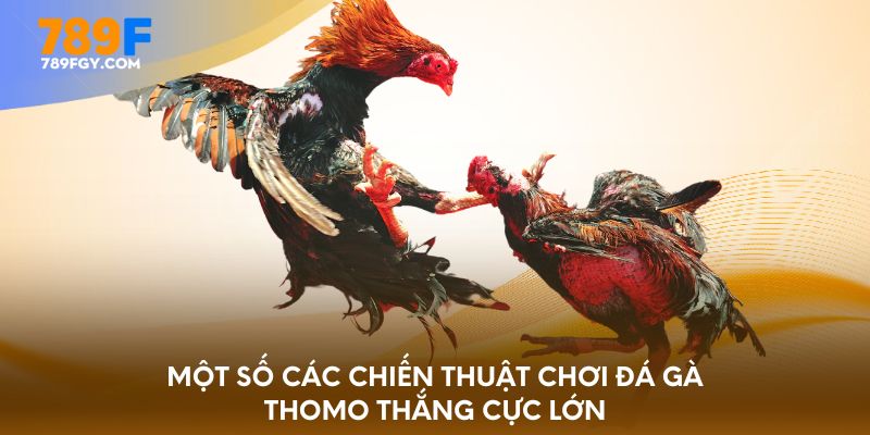 Một số các chiến thuật chơi đá gà Thomo thắng cực lớn