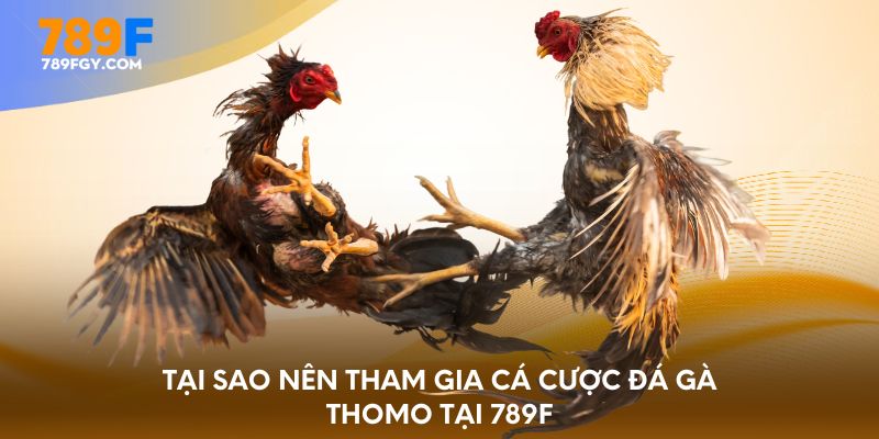 Tại sao nên tham gia cá cược đá gà Thomo tại 789F