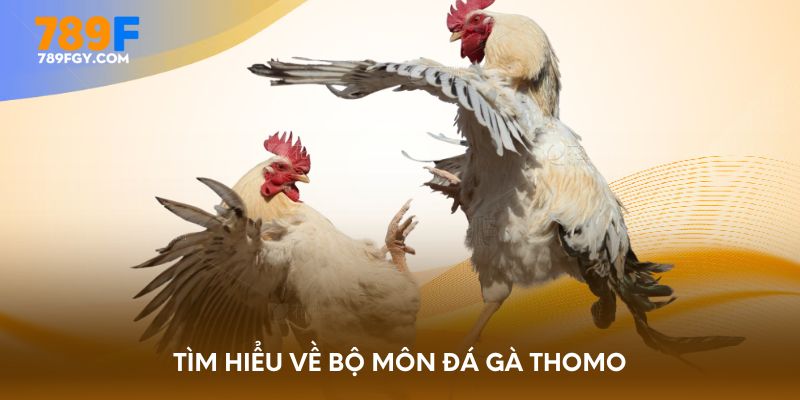 Tìm hiểu về bộ môn đá gà Thomo